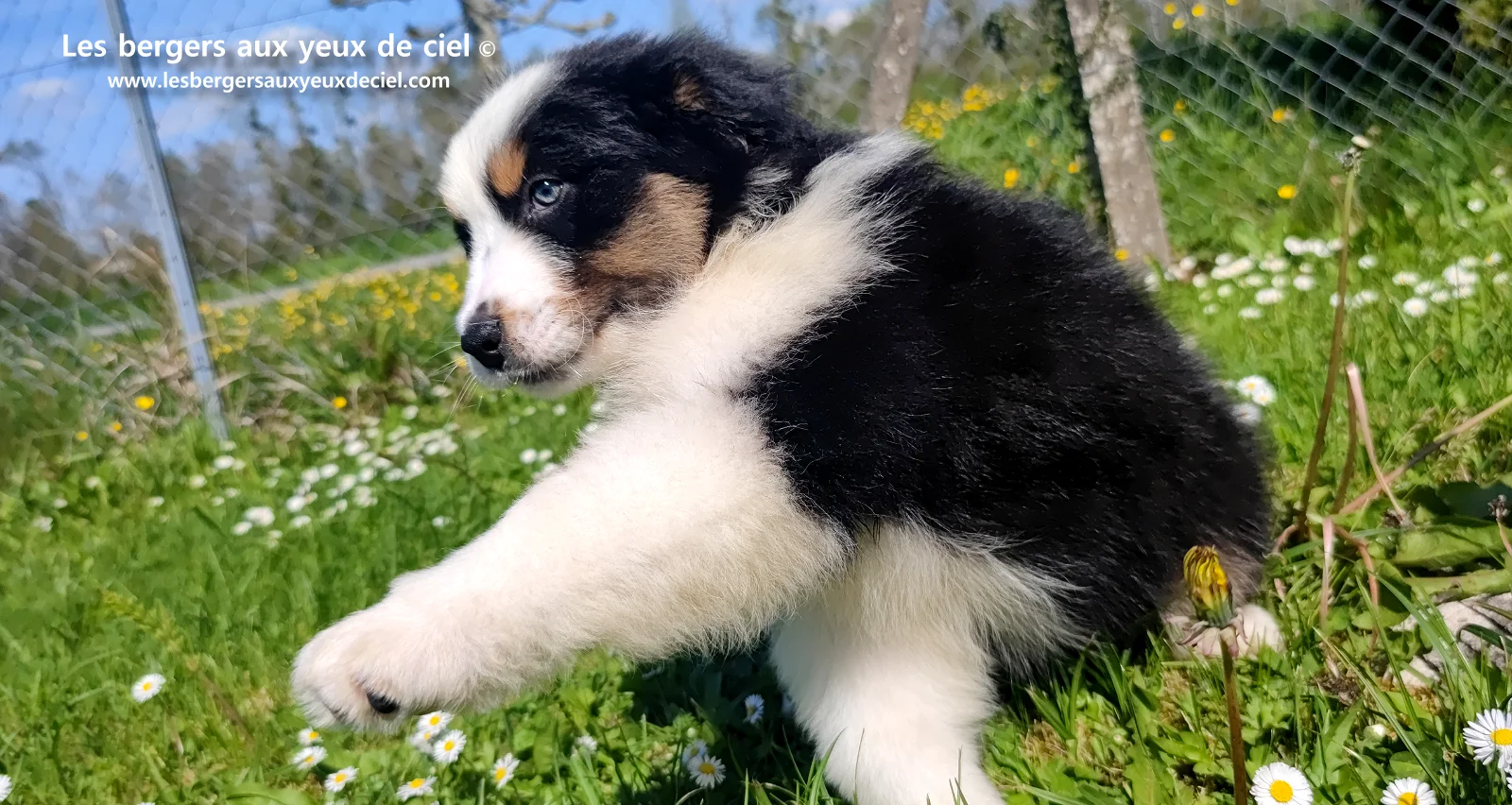 Chiot berger australien noir tricolore aux yeux verts