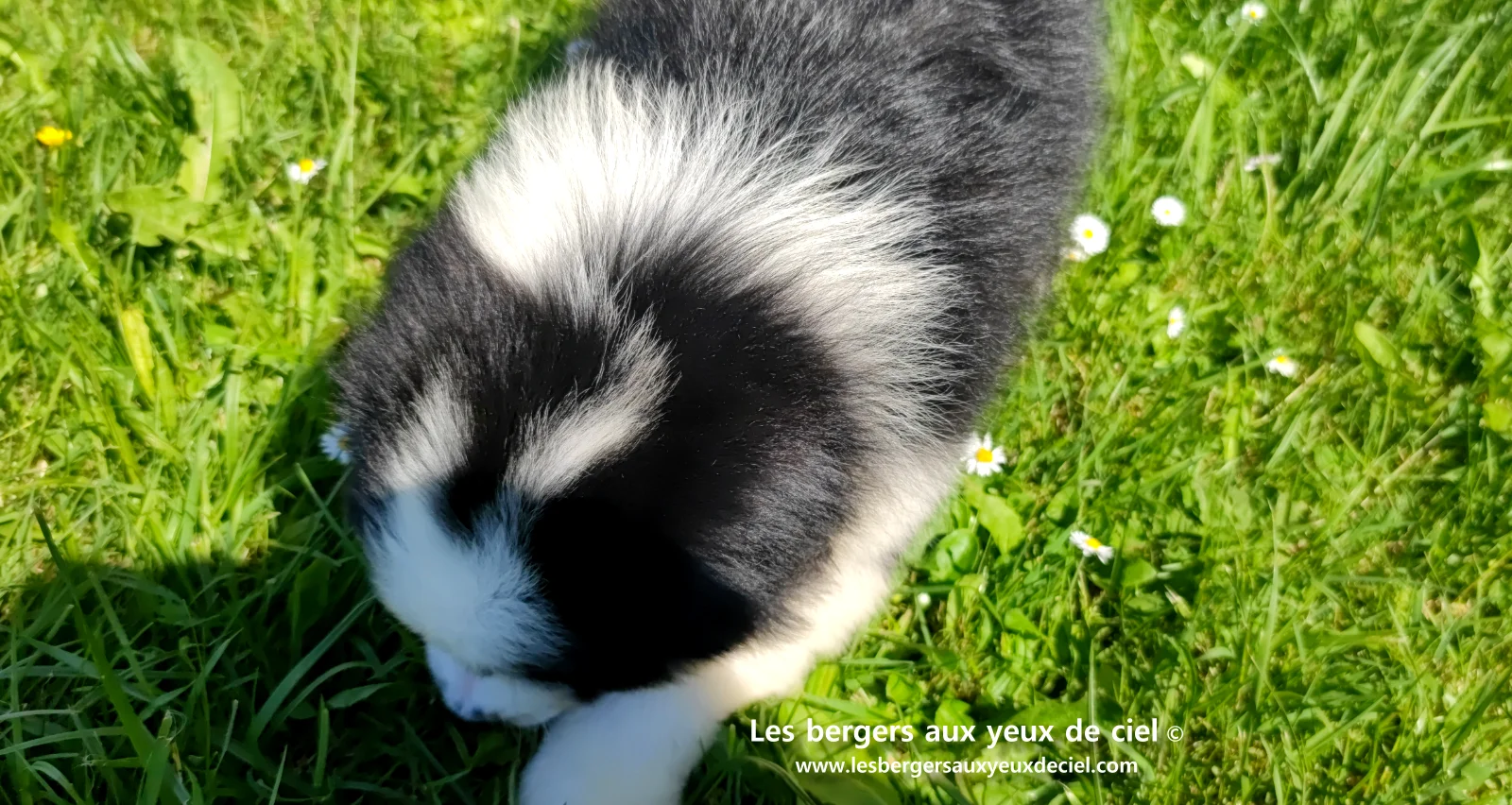 Chiot berger australien noir tricolore aux yeux verts