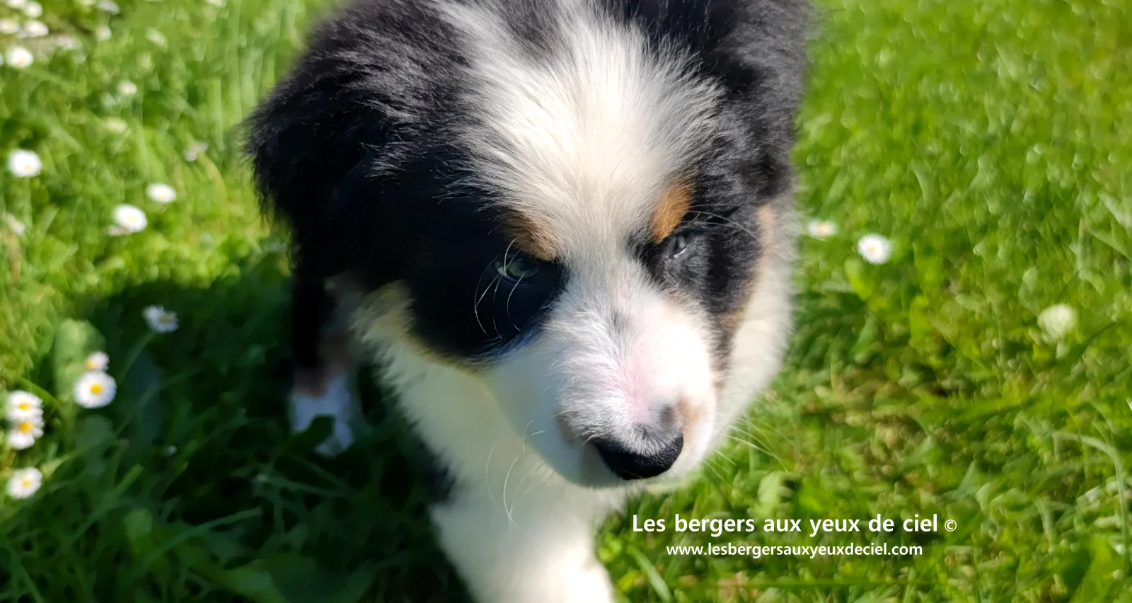 Chiot berger australien noir tricolore aux yeux verts
