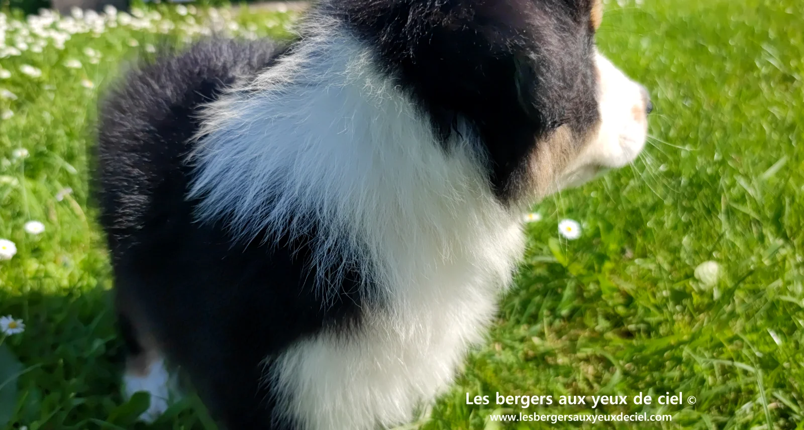 Chiot berger australien noir tricolore aux yeux verts