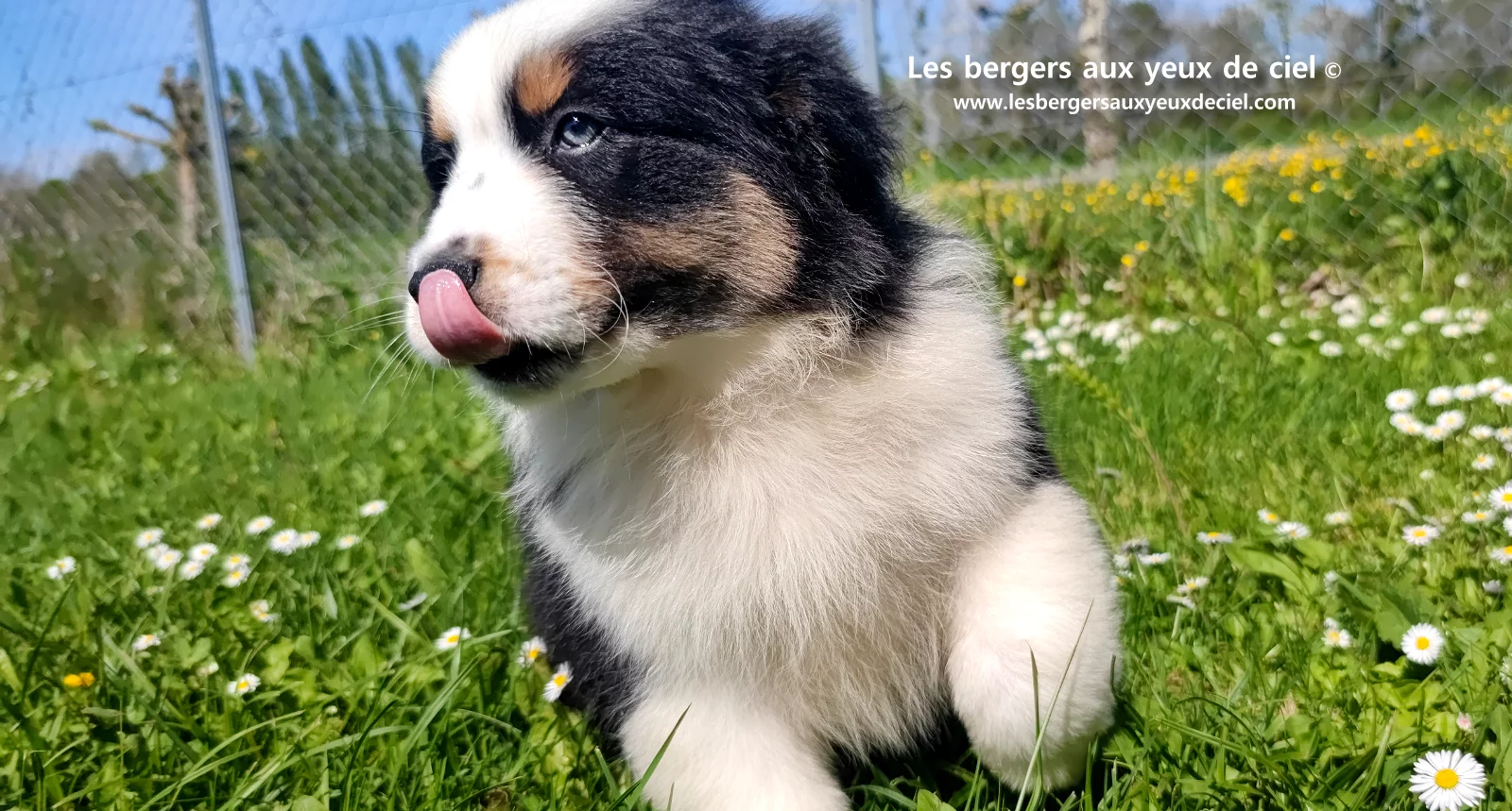 Chiot berger australien noir tricolore aux yeux verts
