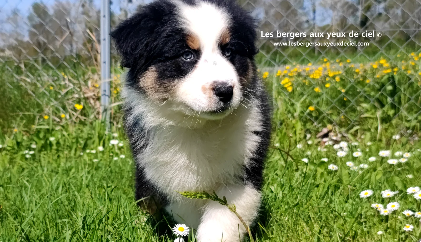 Chiot berger australien noir tricolore aux yeux verts
