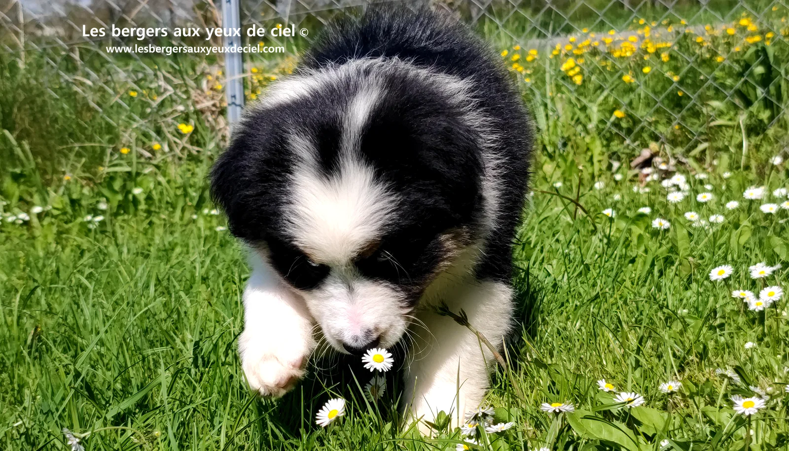 Chiot berger australien noir tricolore aux yeux verts