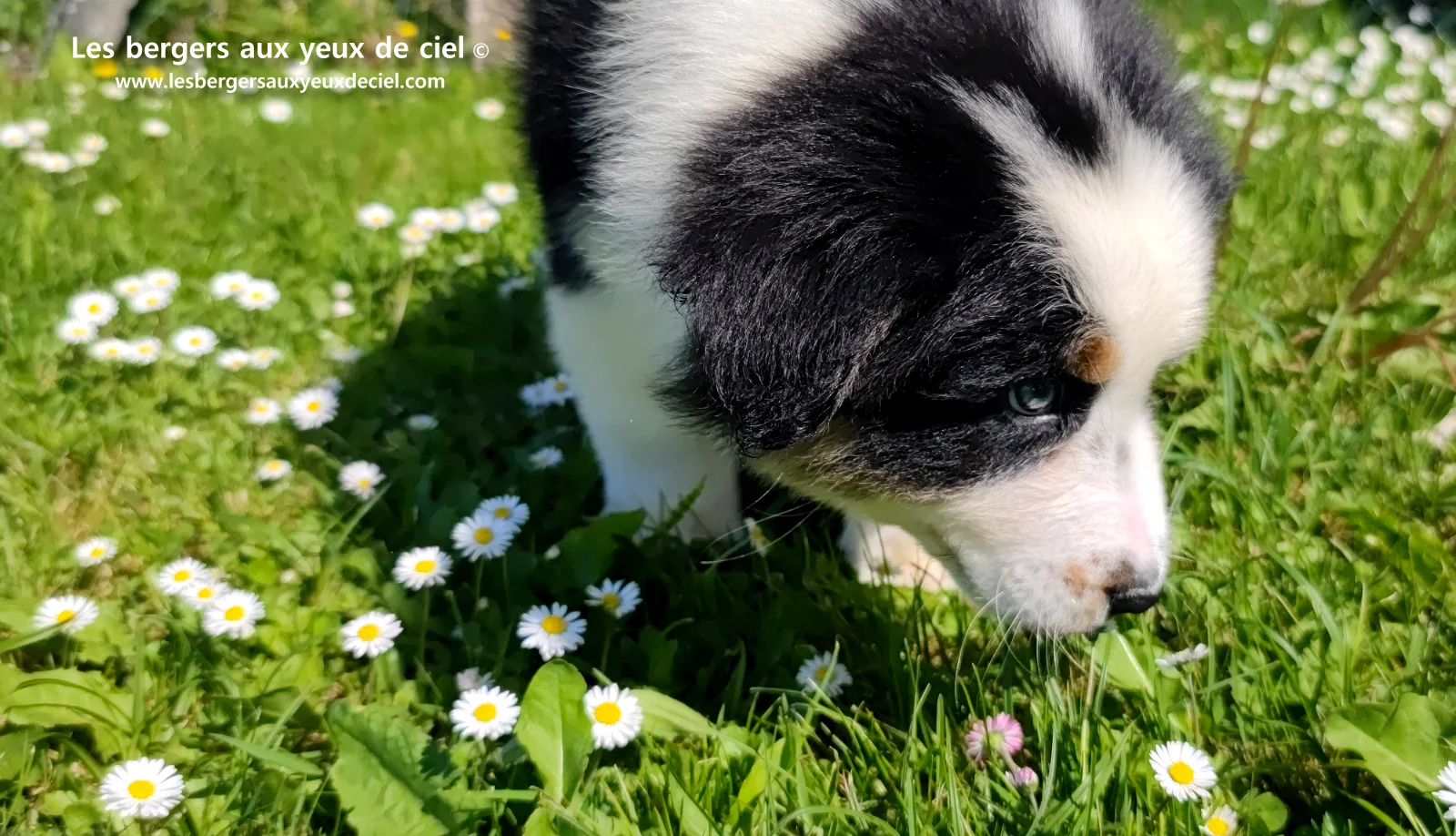 Chiot berger australien noir tricolore aux yeux verts