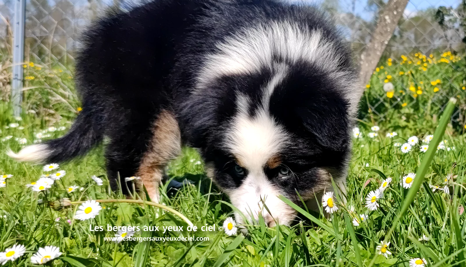 Chiot berger australien noir tricolore aux yeux verts