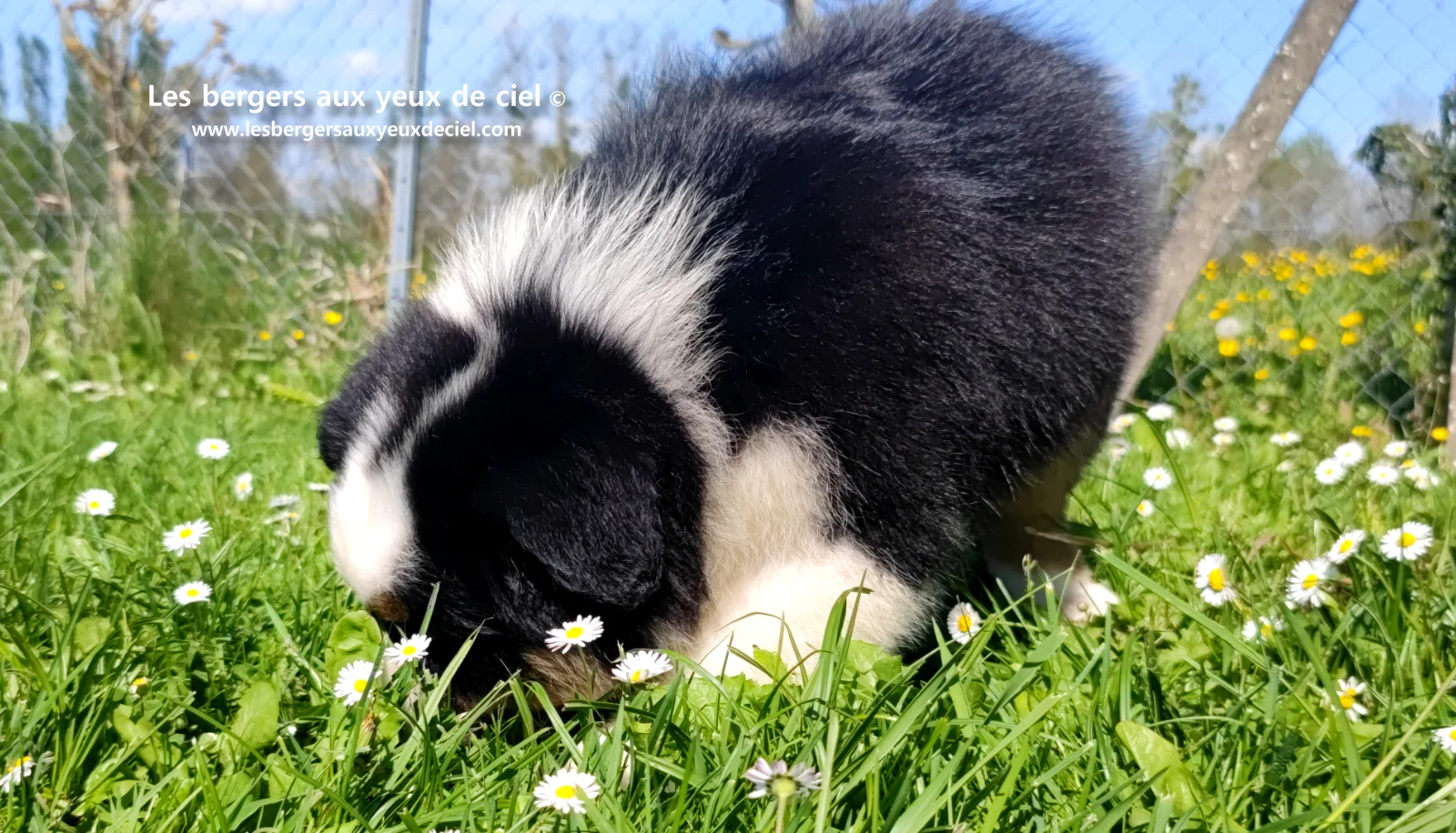 Chiot berger australien noir tricolore aux yeux verts