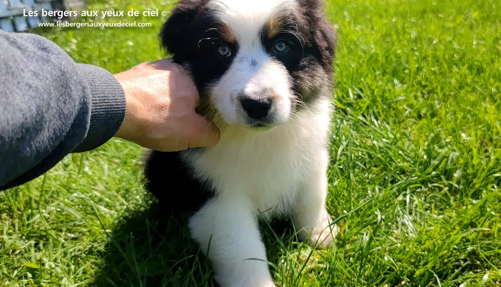 Chiot berger australien noir tricolore aux yeux verts