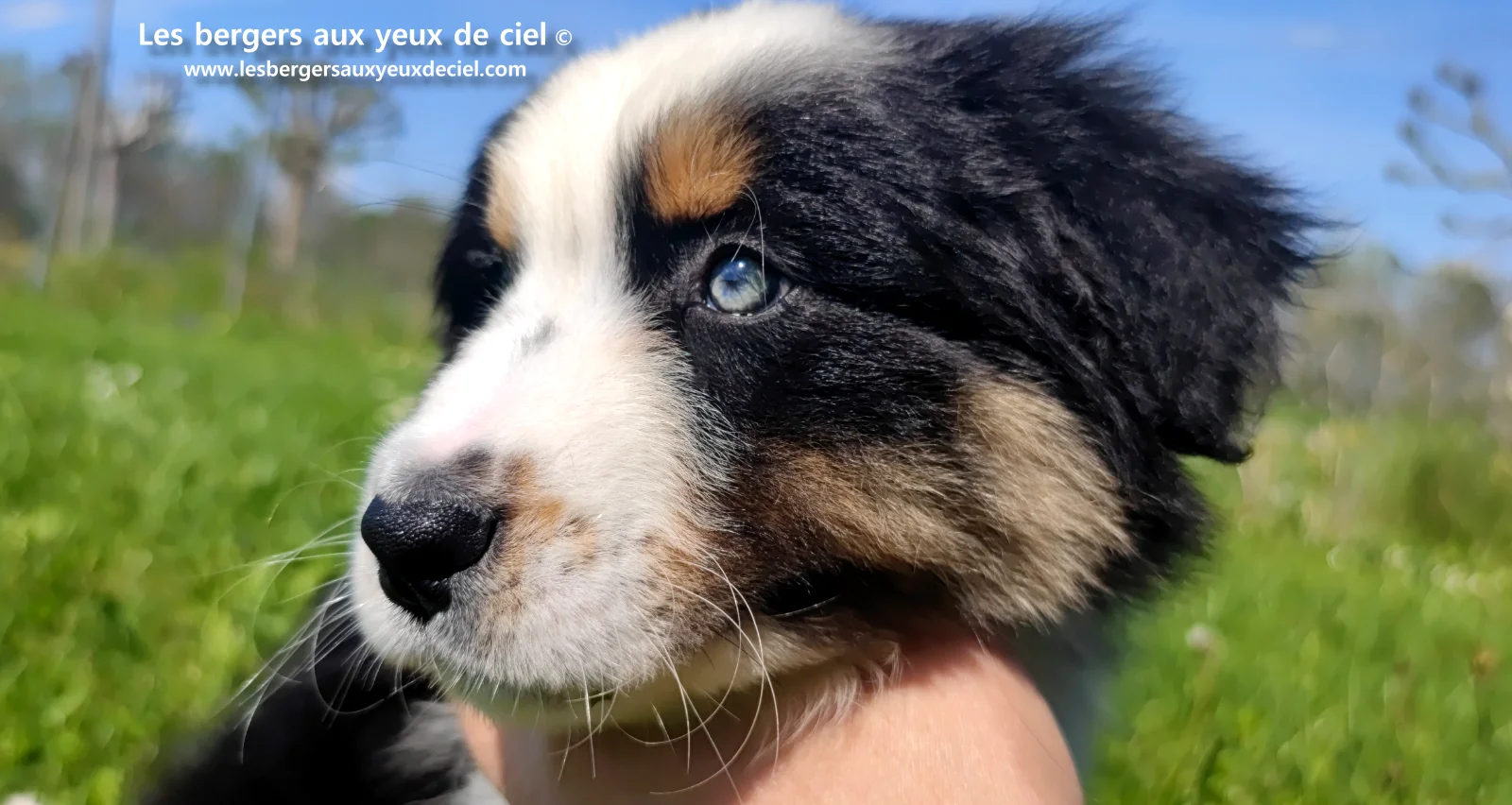 Chiot berger australien noir tricolore aux yeux verts