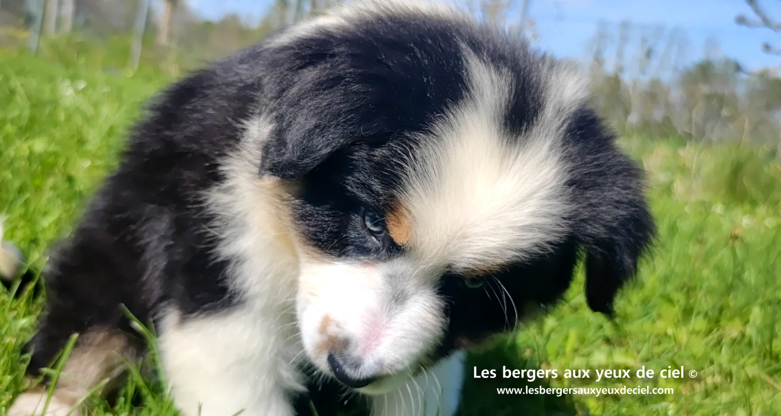 Chiot berger australien noir tricolore aux yeux verts