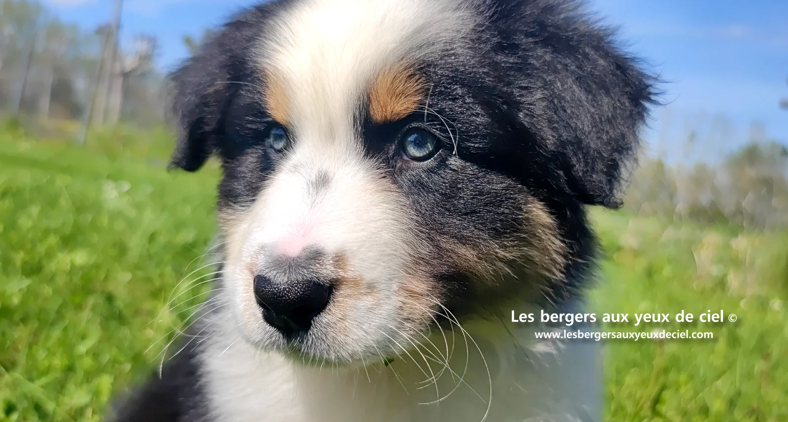 Chiot berger australien noir tricolore aux yeux verts