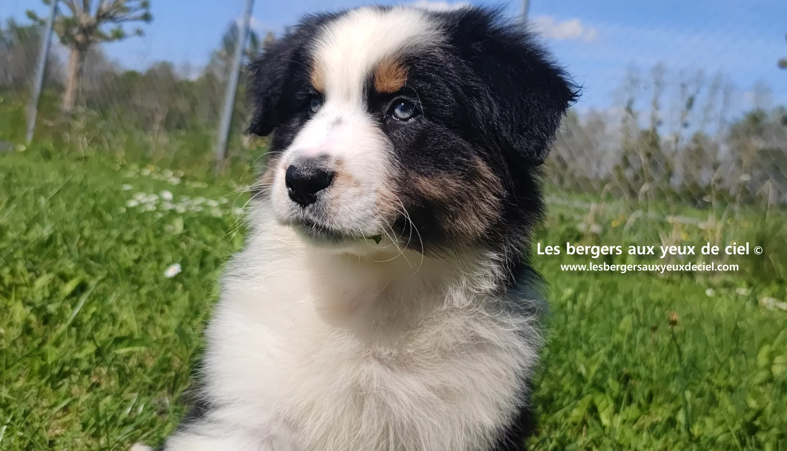 Chiot berger australien noir tricolore aux yeux verts