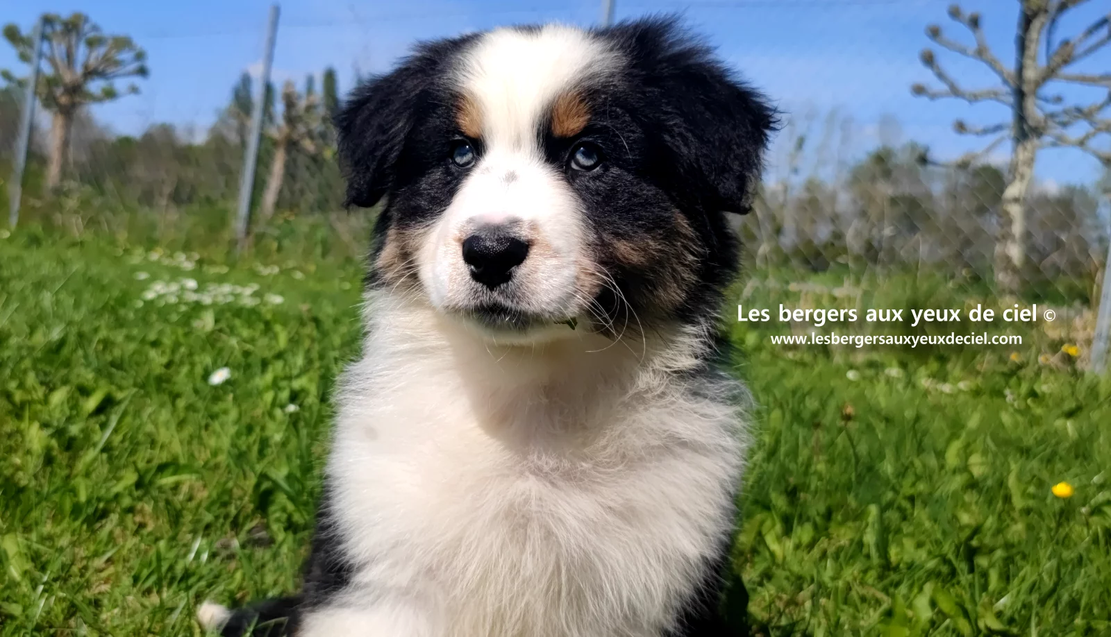 Chiot berger australien noir tricolore aux yeux verts