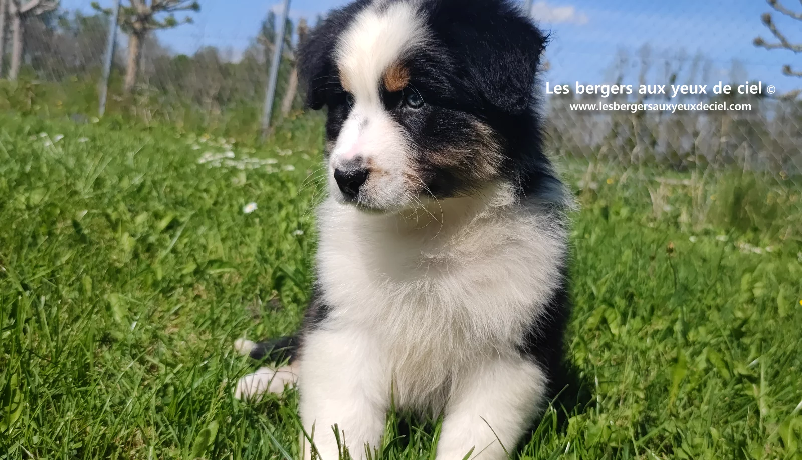 Chiot berger australien noir tricolore aux yeux verts
