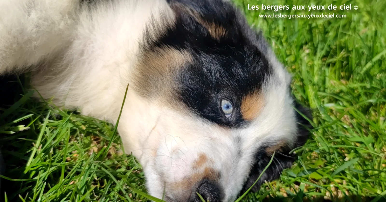 Chiot berger australien noir tricolore aux yeux verts