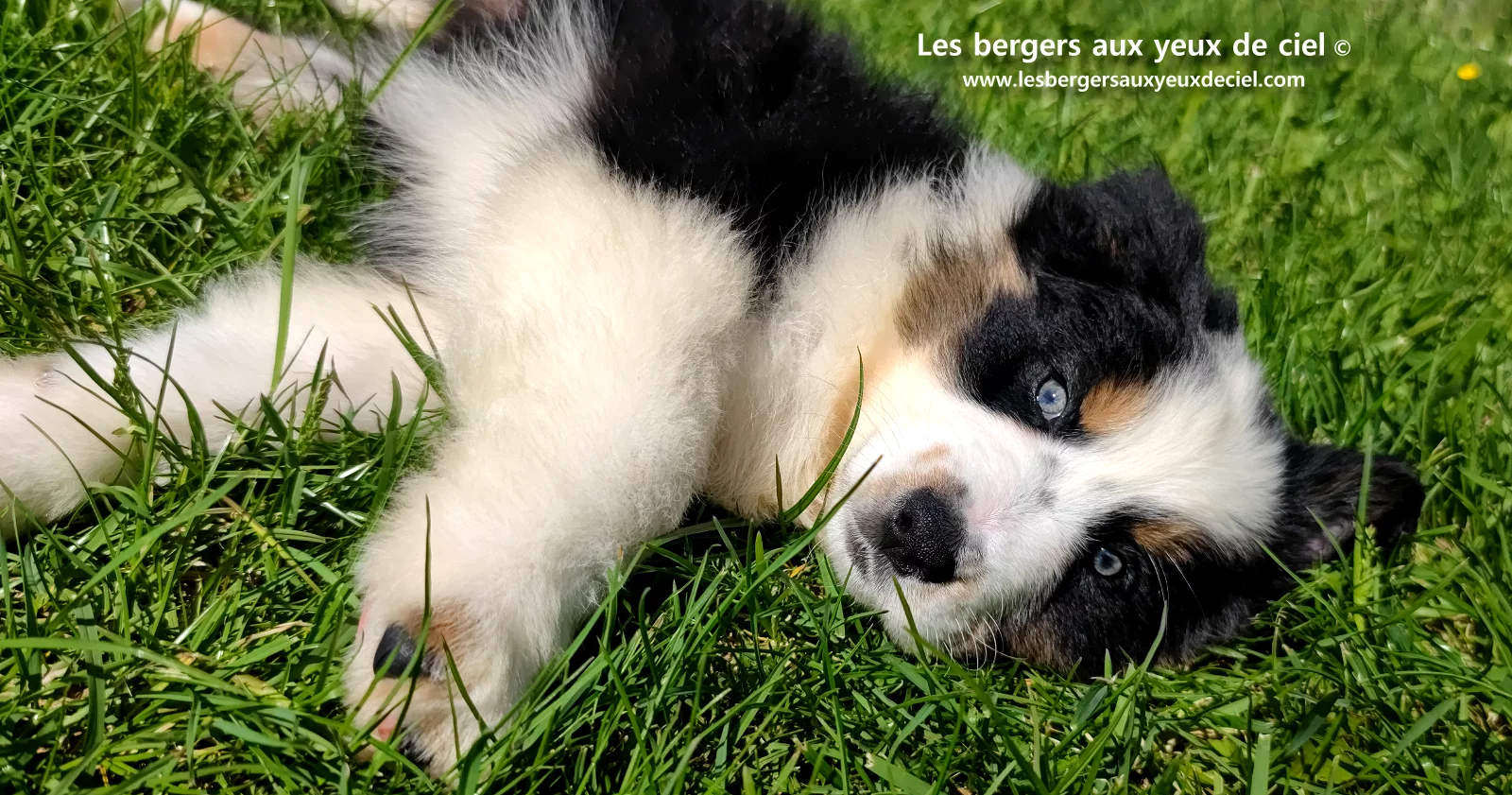 Chiot berger australien noir tricolore aux yeux verts