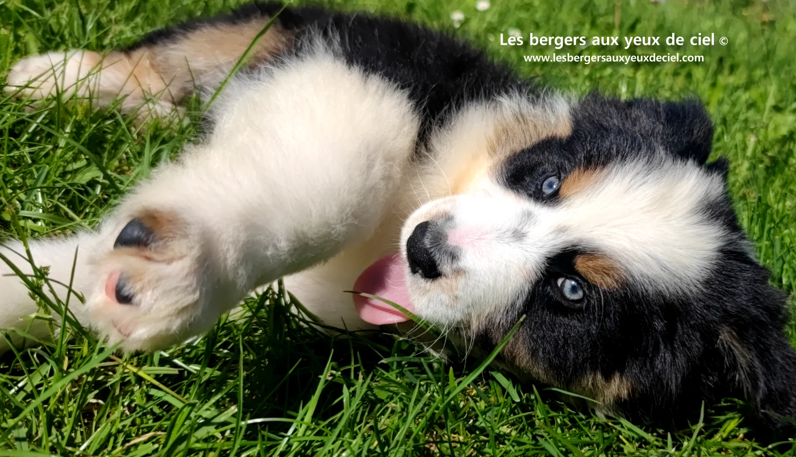 Chiot berger australien noir tricolore aux yeux verts