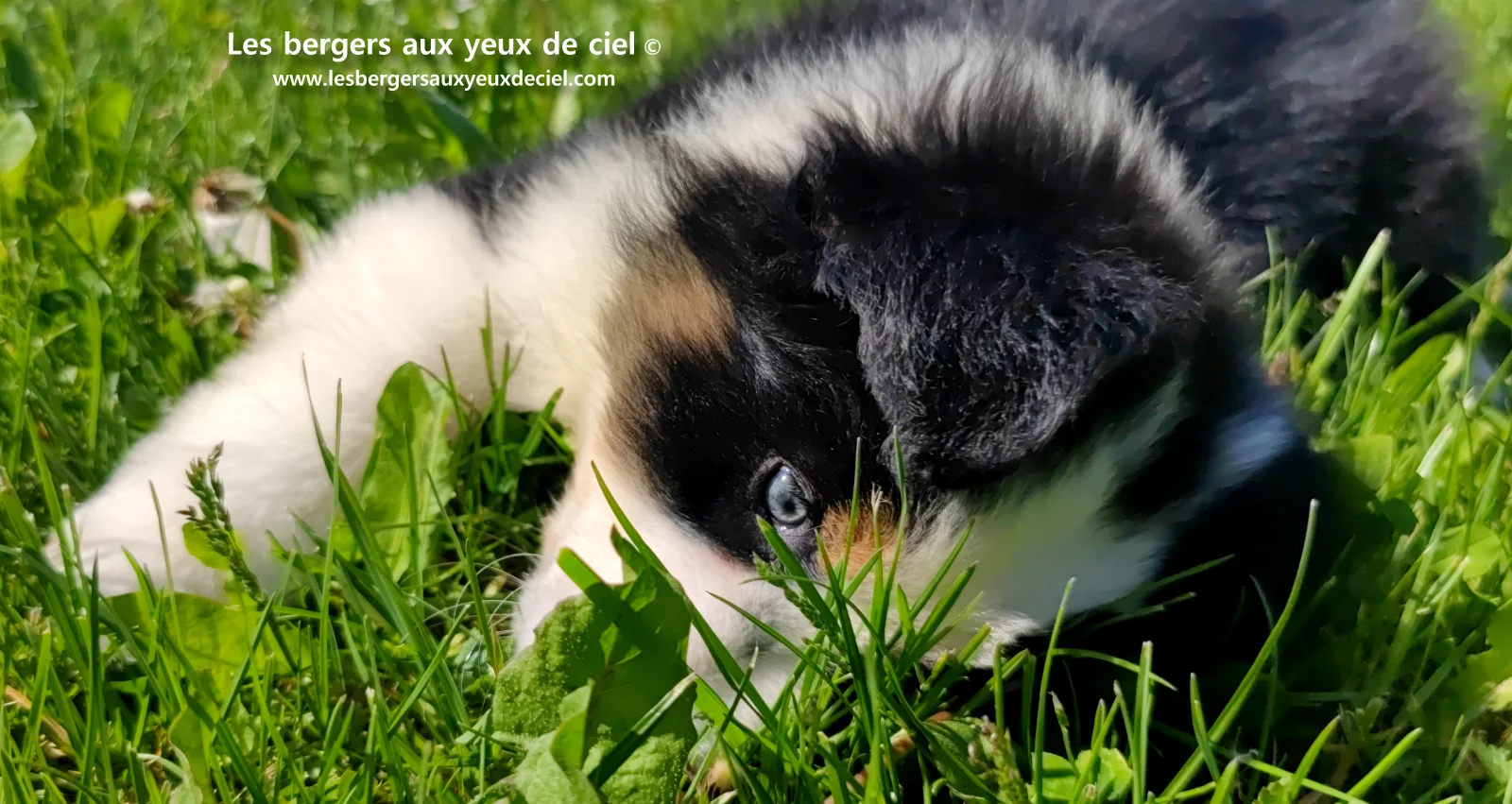 Chiot berger australien noir tricolore aux yeux verts