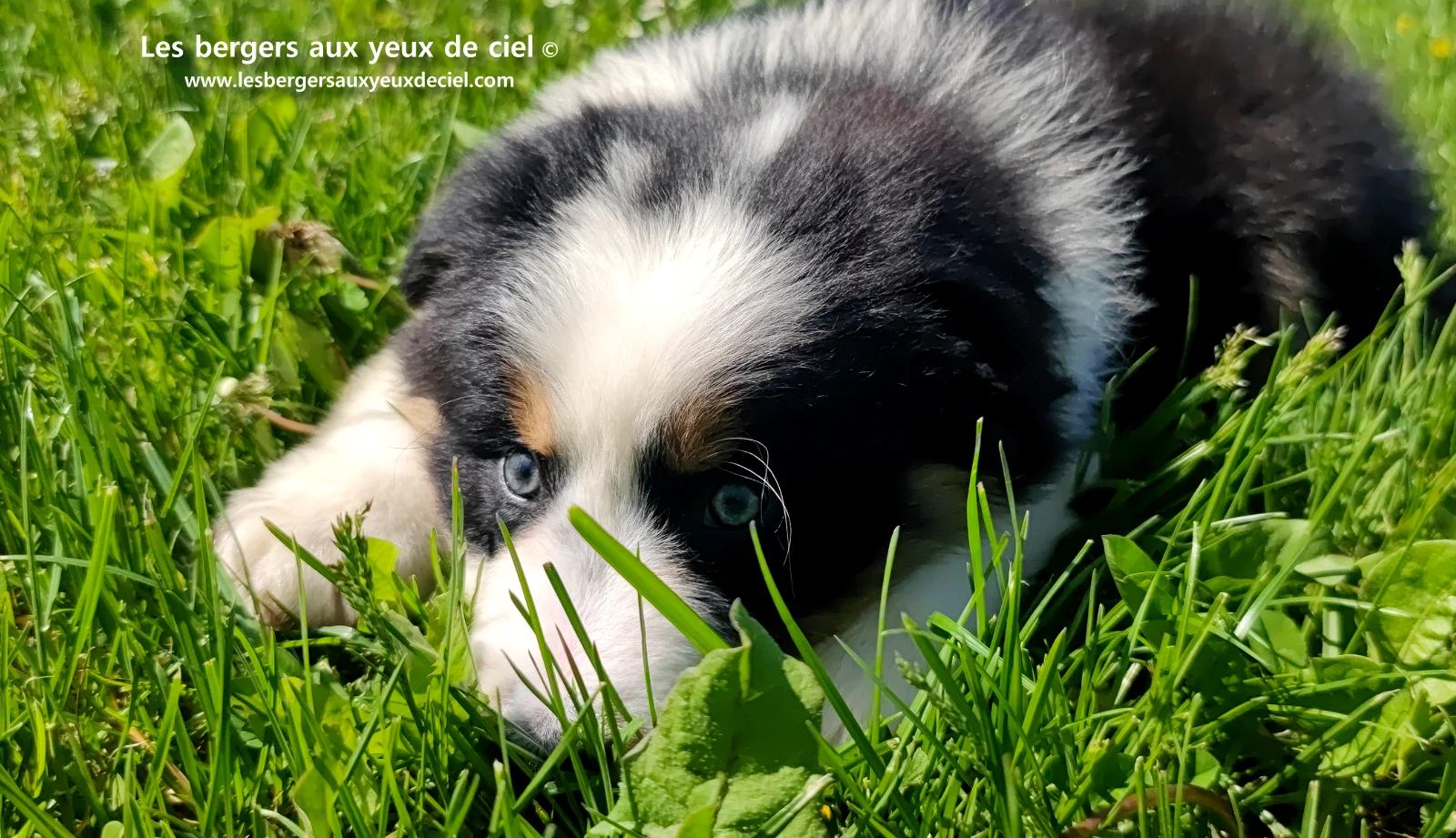 Chiot berger australien noir tricolore aux yeux verts