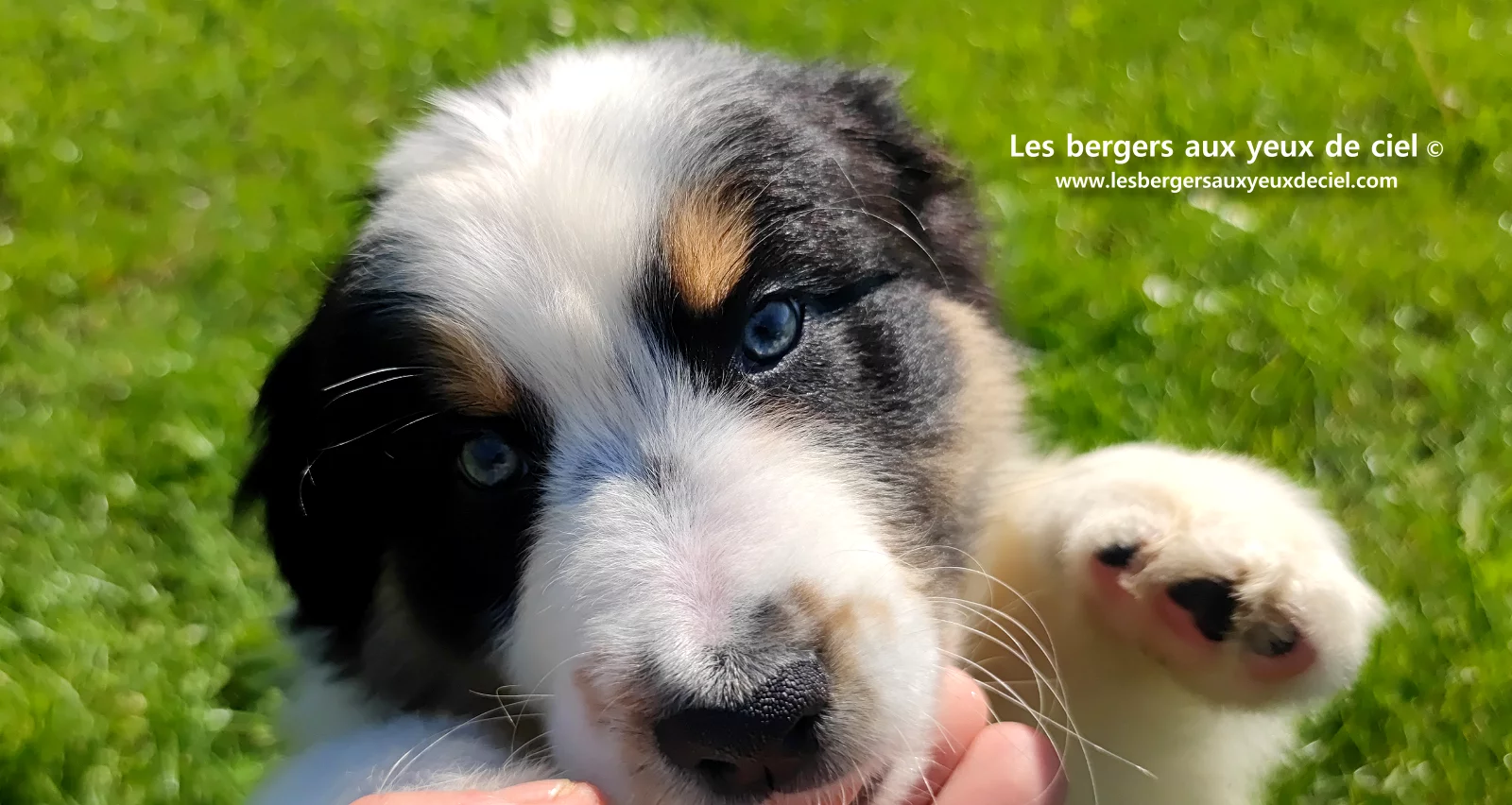 Chiot berger australien noir tricolore aux yeux verts