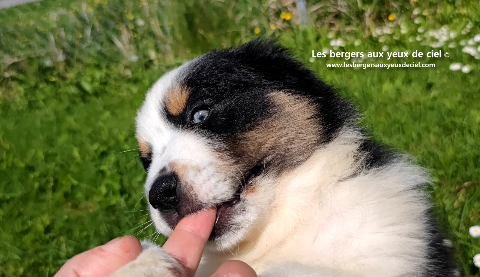 Chiot berger australien noir tricolore aux yeux verts