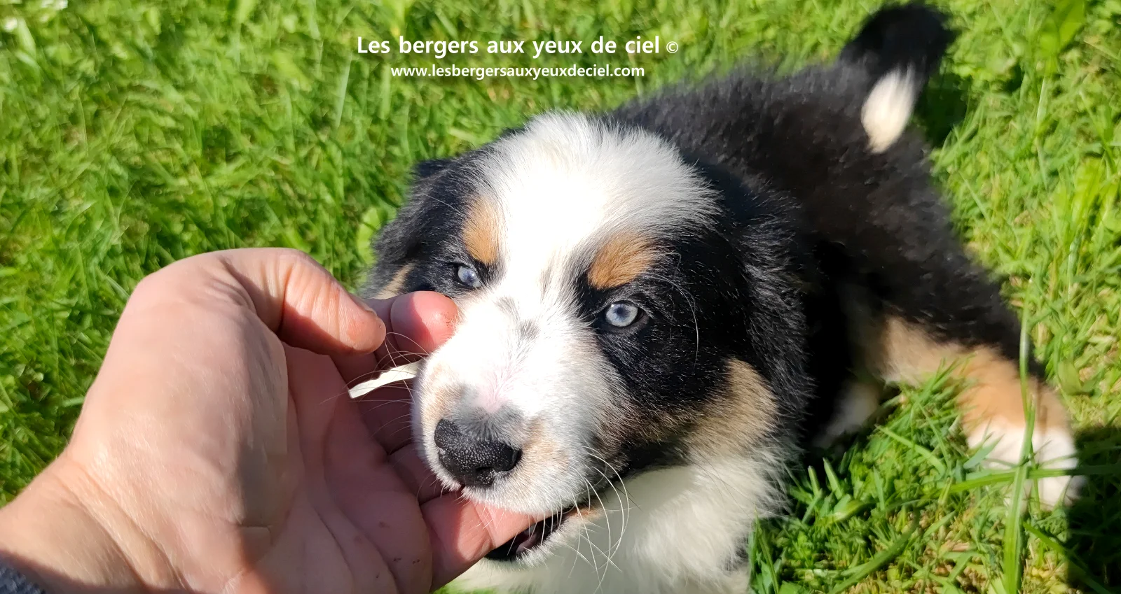 Chiot berger australien noir tricolore aux yeux verts