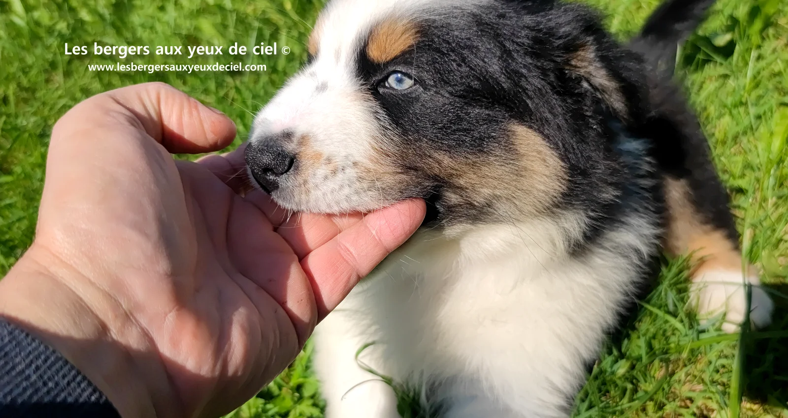 Chiot berger australien noir tricolore aux yeux verts