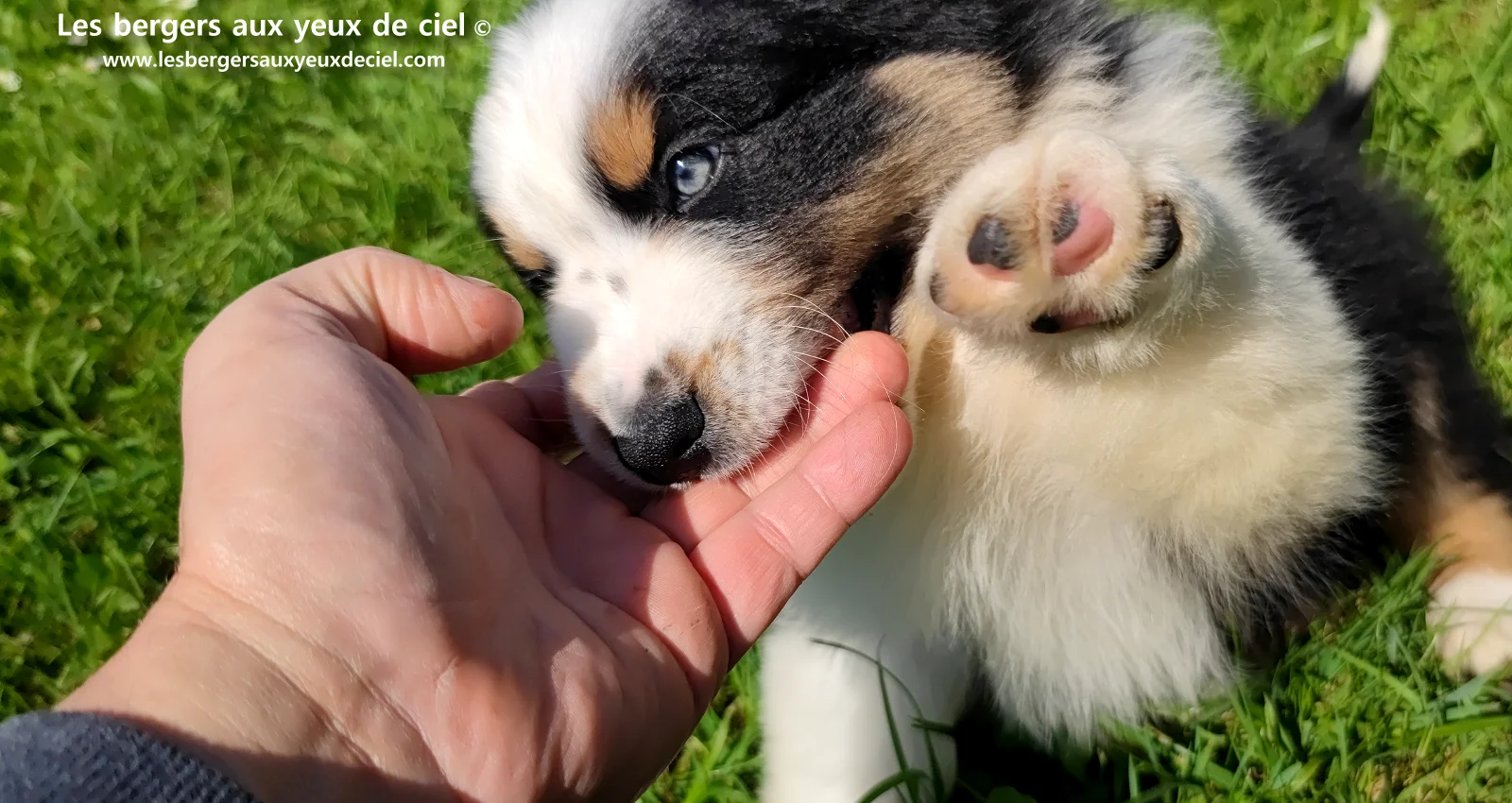 Chiot berger australien noir tricolore aux yeux verts