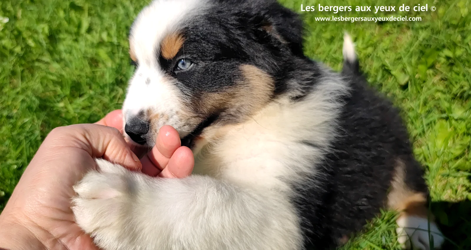 Chiot berger australien noir tricolore aux yeux verts