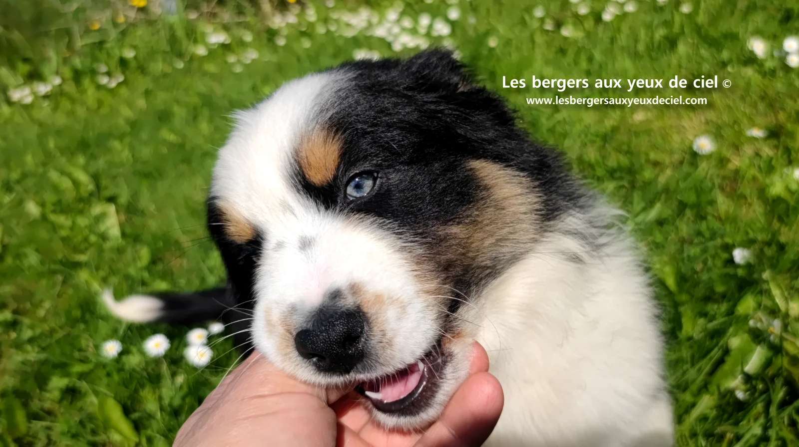 Chiot berger australien noir tricolore aux yeux verts