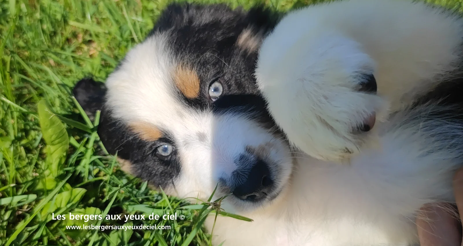 Chiot berger australien noir tricolore aux yeux verts