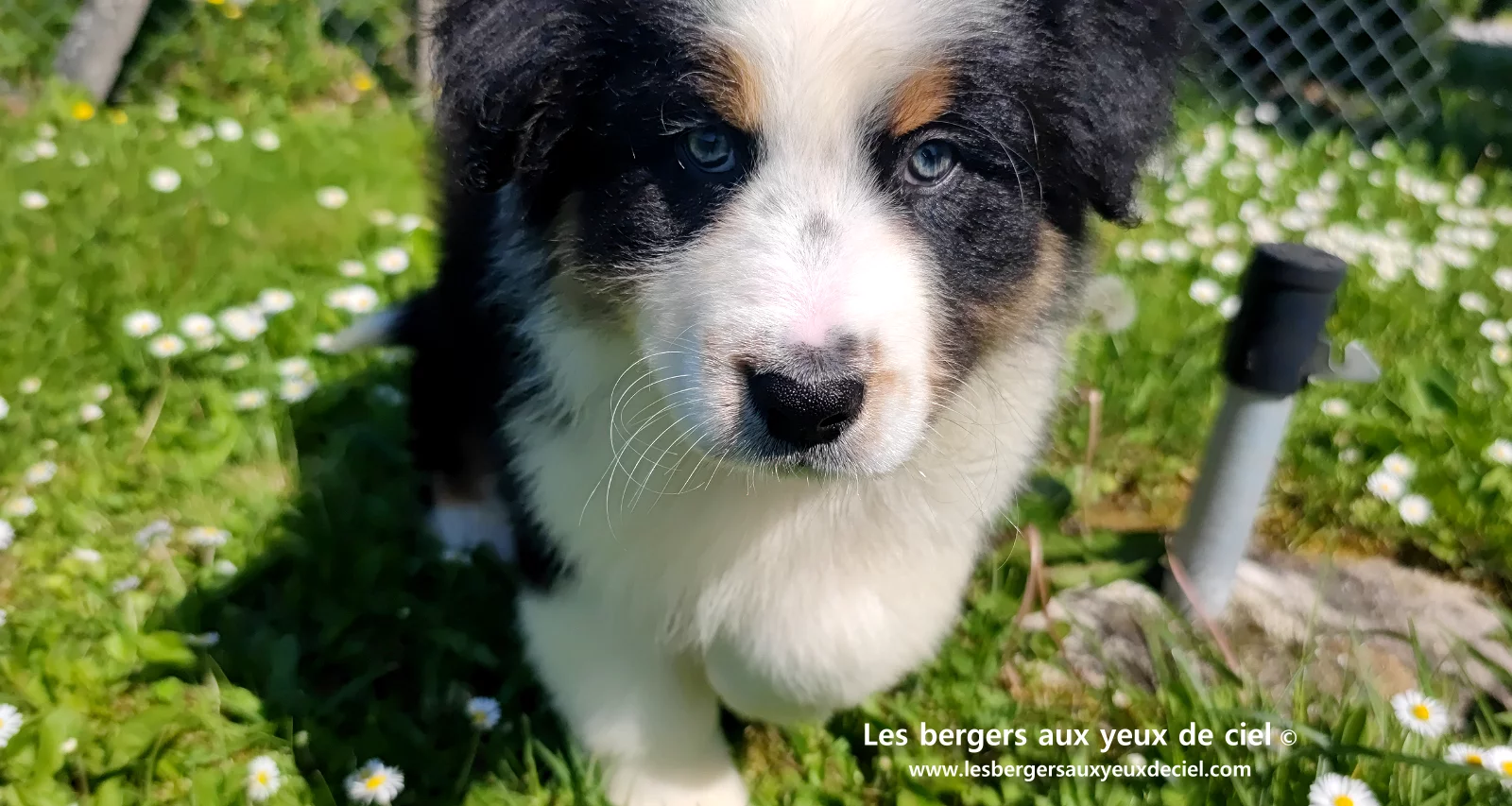 Chiot berger australien noir tricolore aux yeux verts
