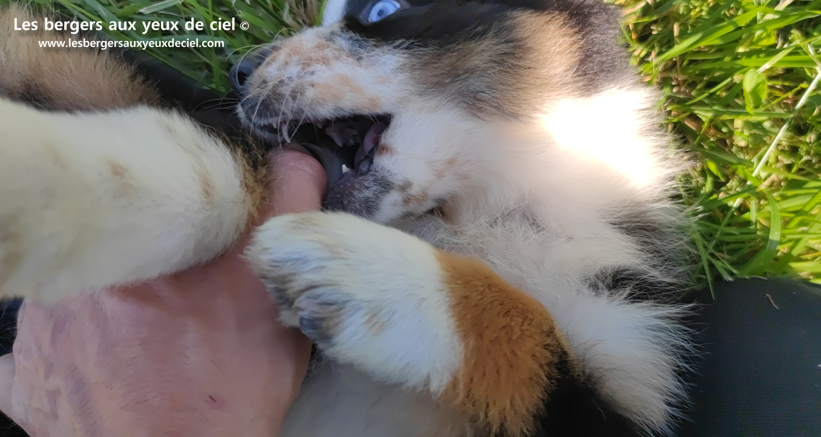 Toscane, chiot femelle berger australien noire tricolore aux yeux vairons