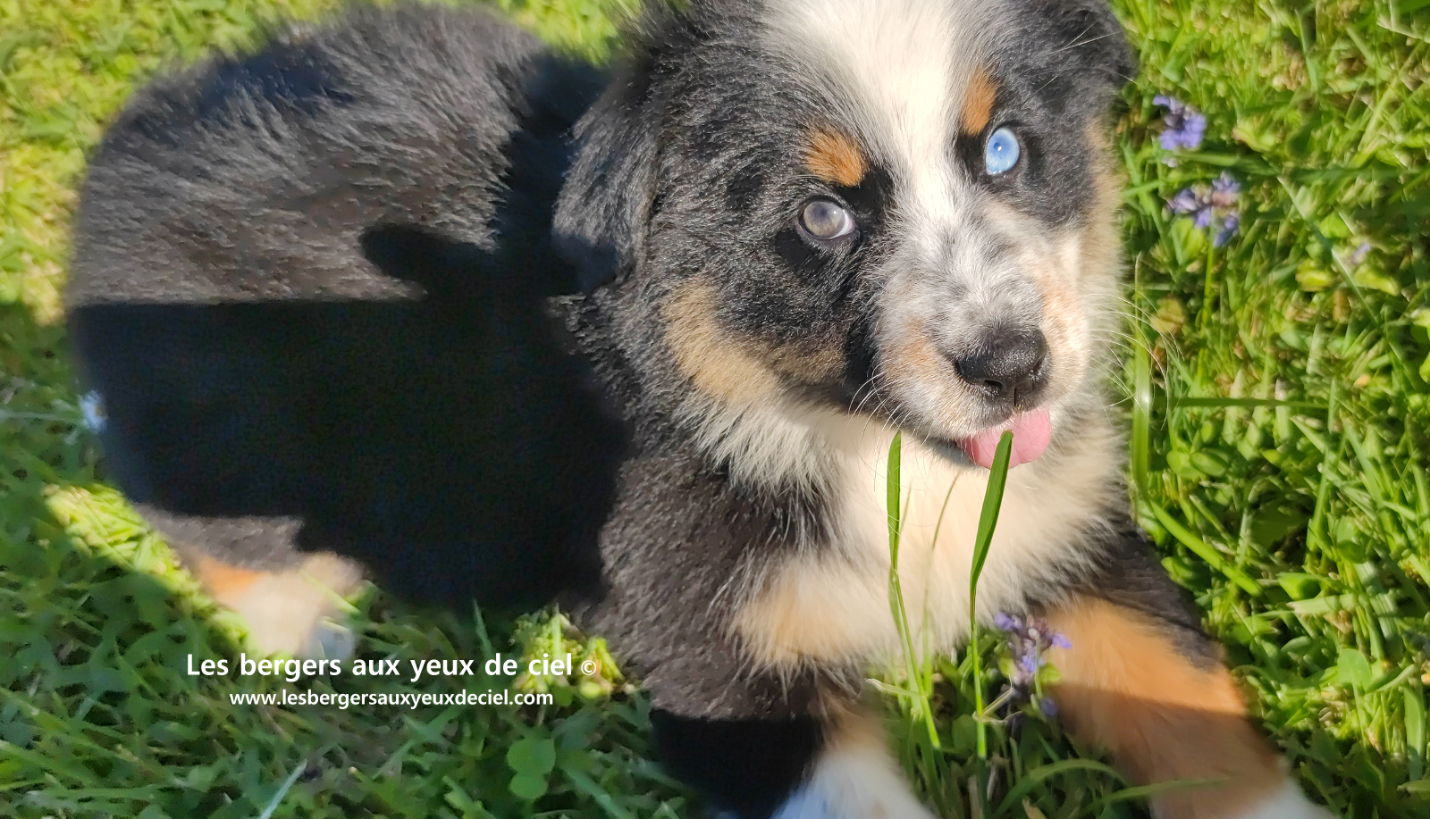 Toscane, chiot femelle berger australien noire tricolore aux yeux vairons