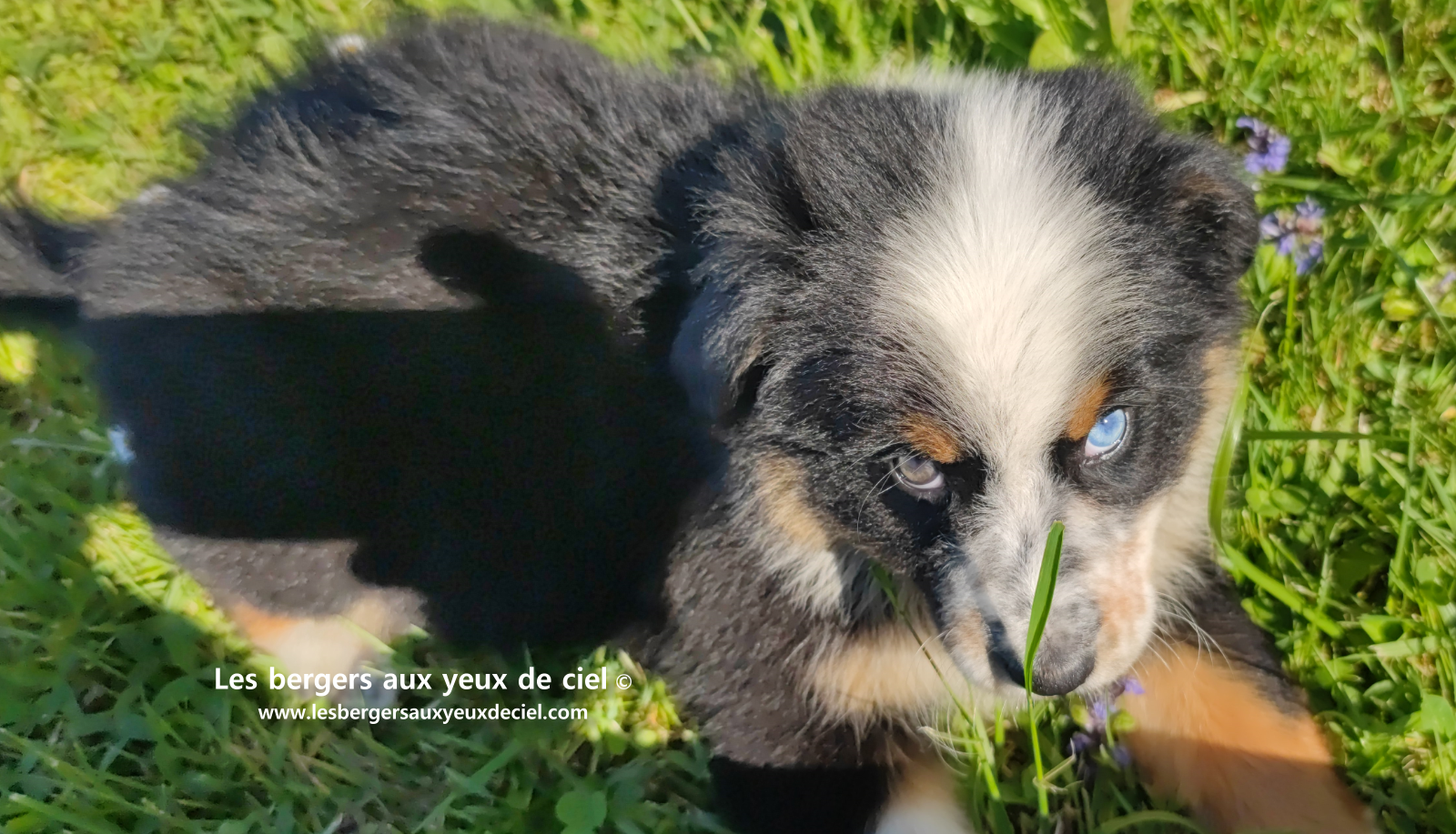 Toscane, chiot femelle berger australien noire tricolore aux yeux vairons