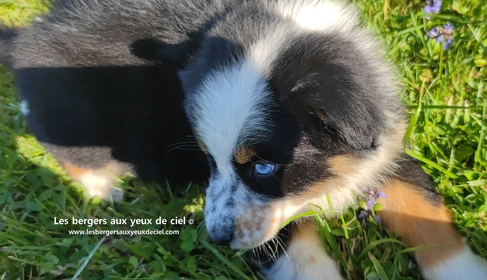 Toscane, chiot femelle berger australien noire tricolore aux yeux vairons