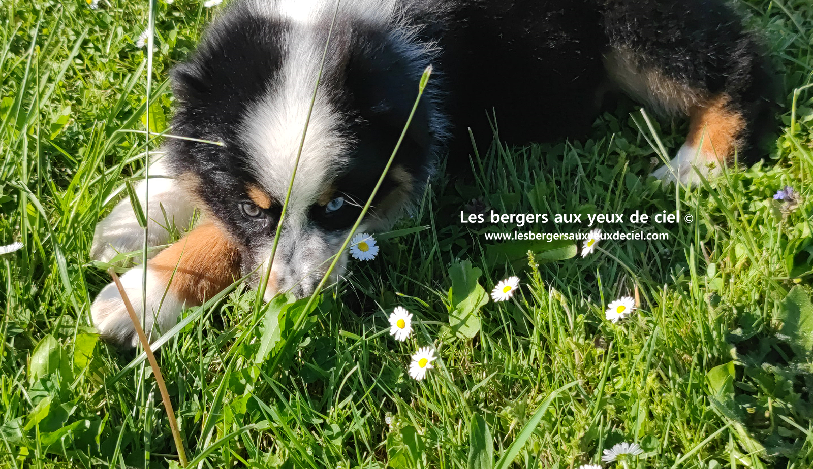 Toscane, chiot femelle berger australien noire tricolore aux yeux vairons