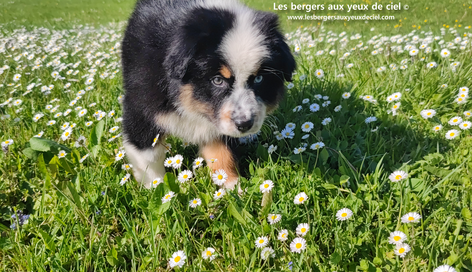Toscane, chiot femelle berger australien noire tricolore aux yeux vairons