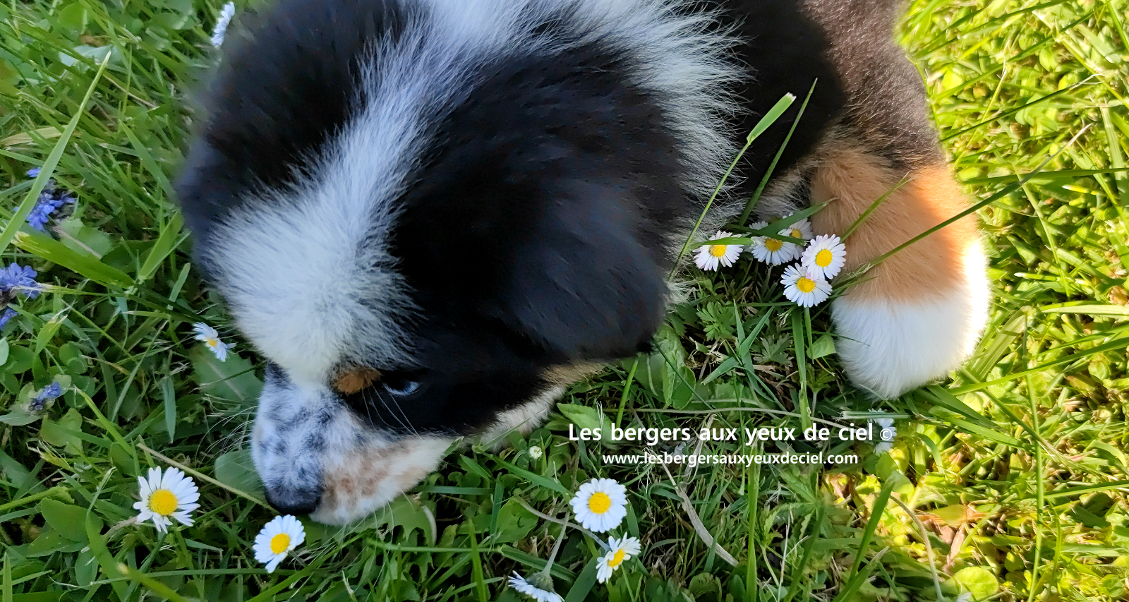 Toscane, chiot femelle berger australien noire tricolore aux yeux vairons