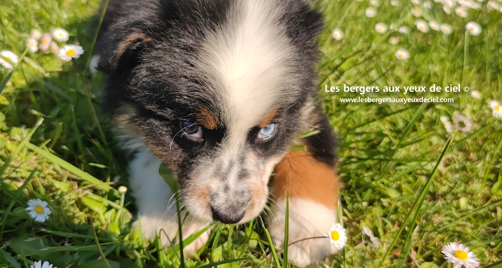 Toscane, chiot femelle berger australien noire tricolore aux yeux vairons