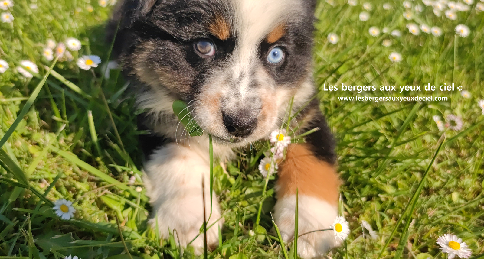 Toscane, chiot femelle berger australien noire tricolore aux yeux vairons