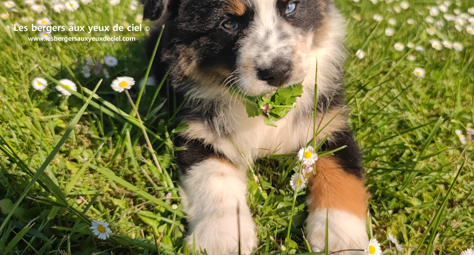Toscane, chiot femelle berger australien noire tricolore aux yeux vairons