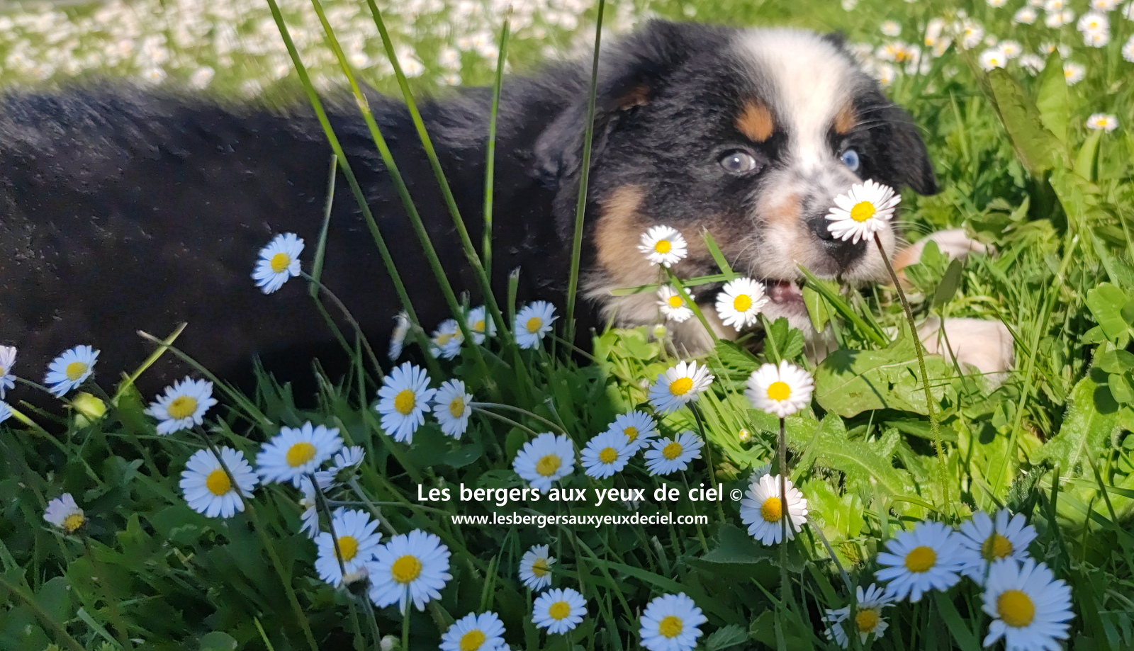 Toscane, chiot femelle berger australien noire tricolore aux yeux vairons