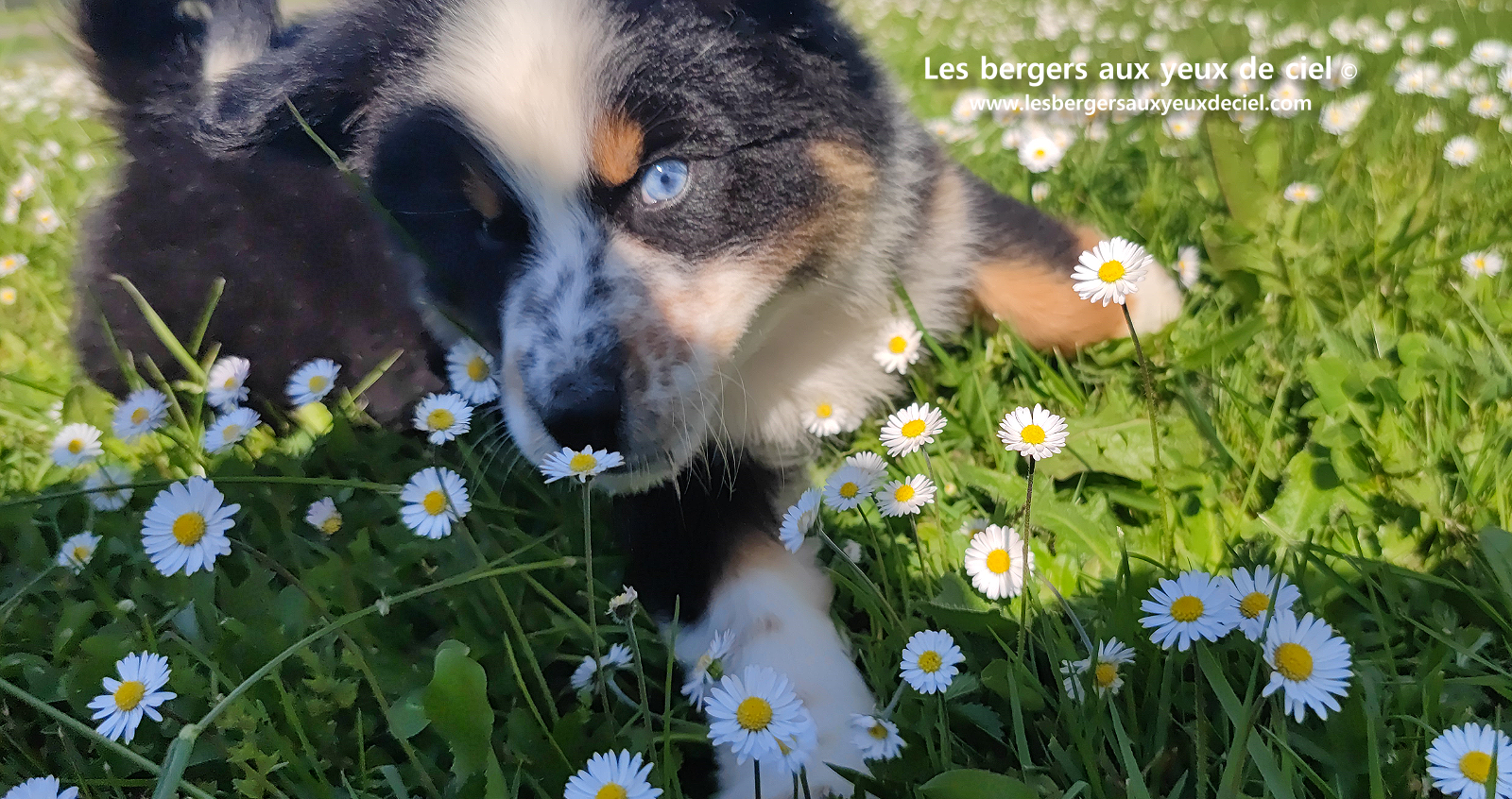 Toscane, chiot femelle berger australien noire tricolore aux yeux vairons