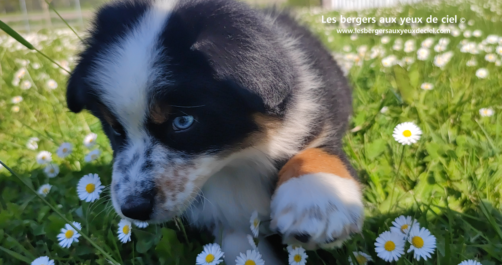 Toscane, chiot femelle berger australien noire tricolore aux yeux vairons