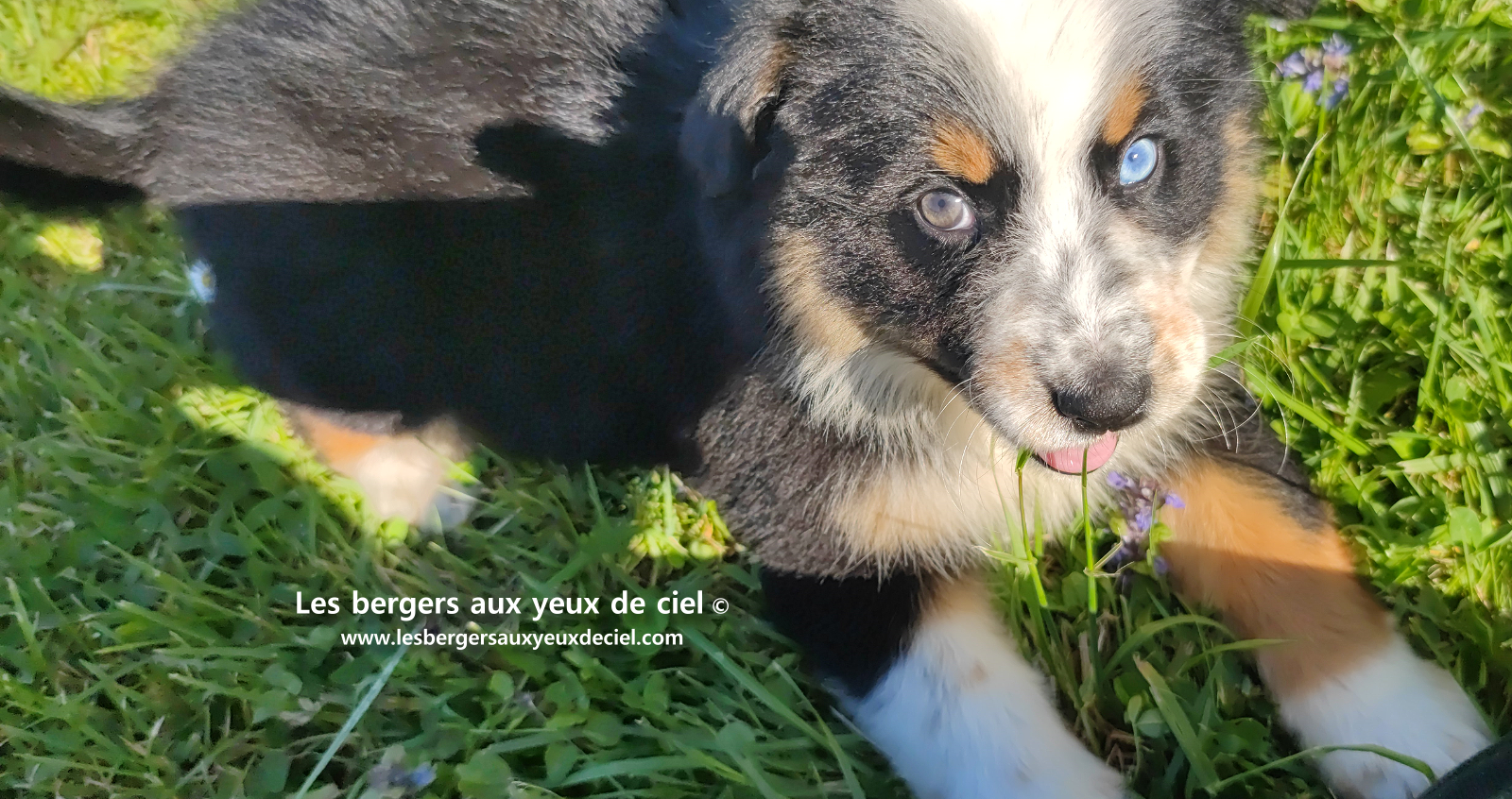 Toscane, chiot femelle berger australien noire tricolore aux yeux vairons