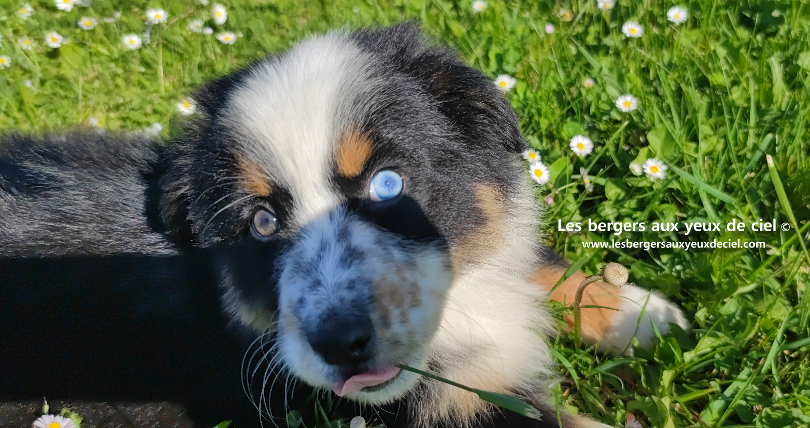 Toscane, chiot femelle berger australien noire tricolore aux yeux vairons