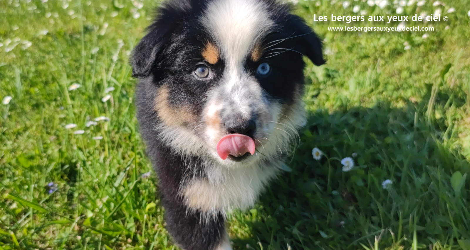 Toscane, chiot femelle berger australien noire tricolore aux yeux vairons