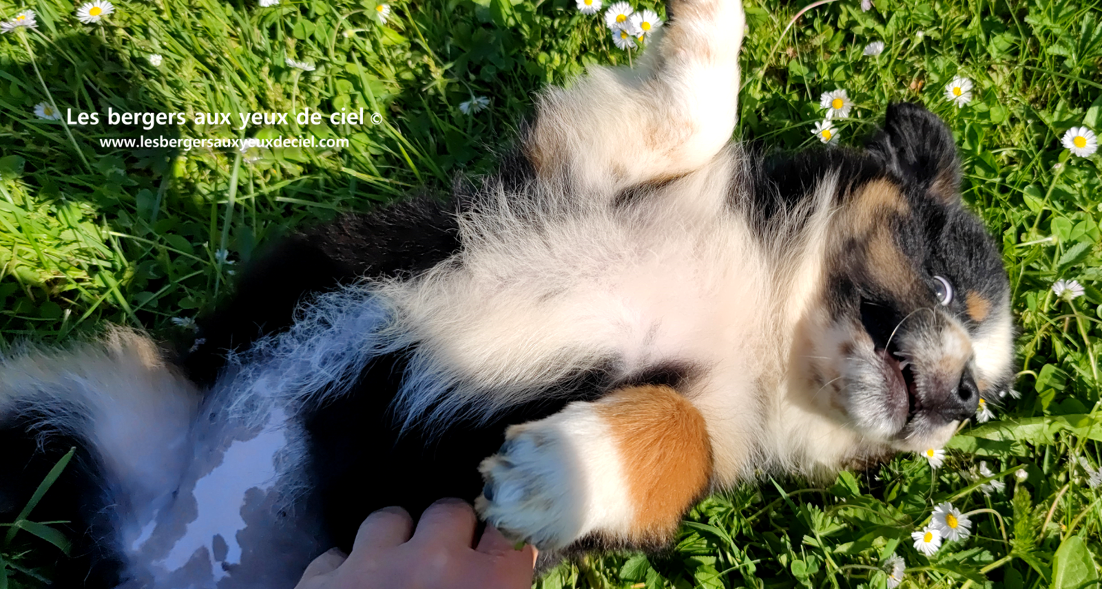 Toscane, chiot femelle berger australien noire tricolore aux yeux vairons