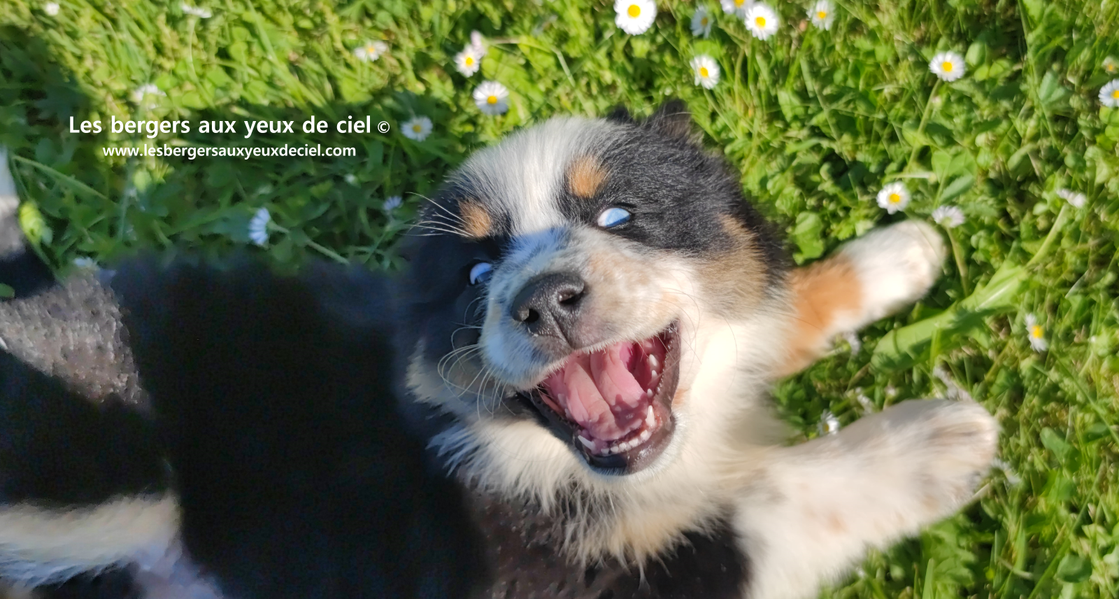 Toscane, chiot femelle berger australien noire tricolore aux yeux vairons