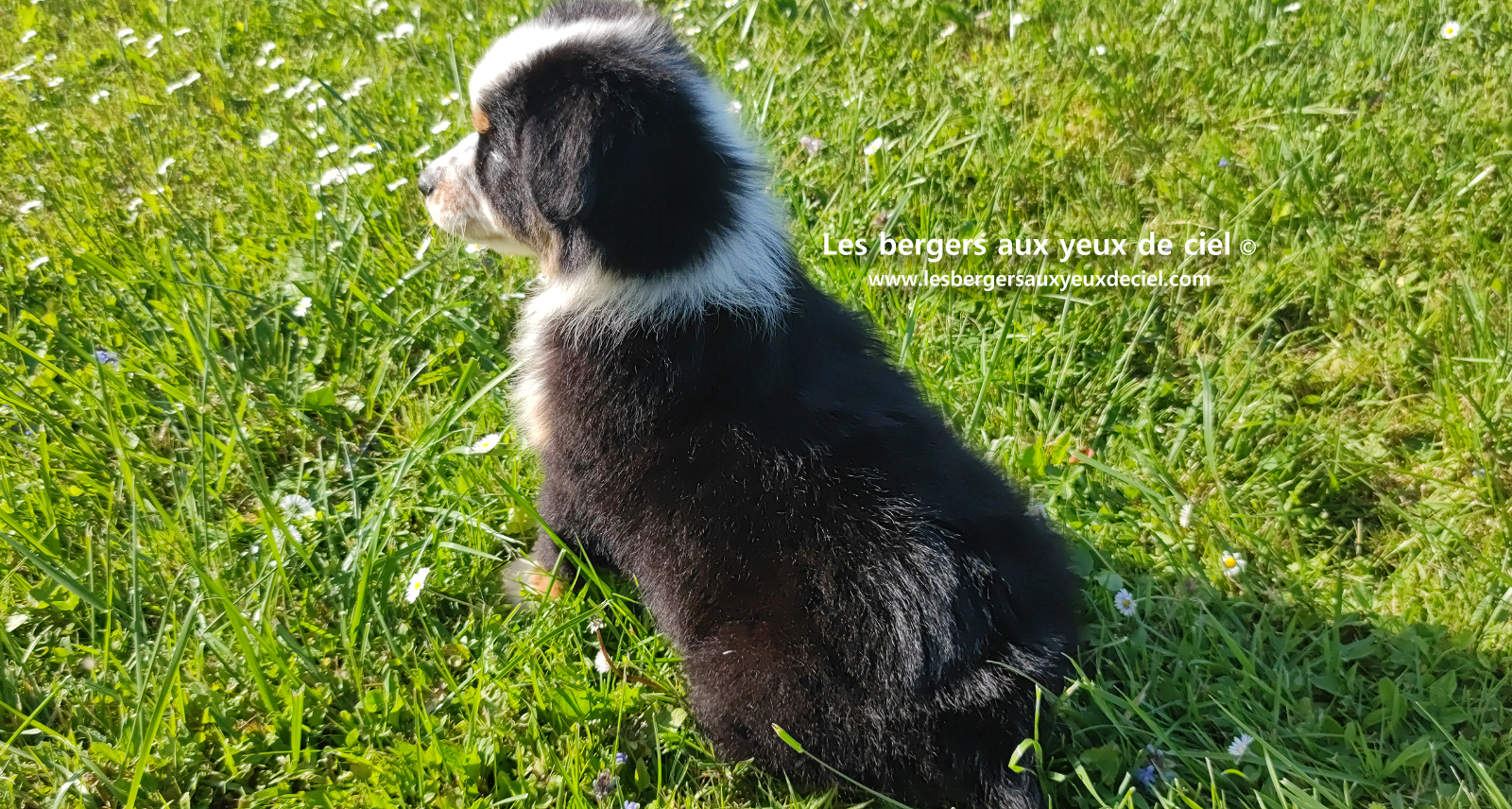 Toscane, chiot femelle berger australien noire tricolore aux yeux vairons